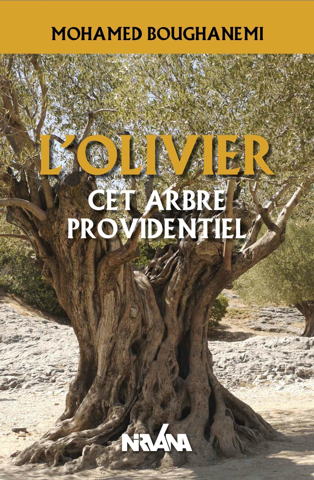 L’olivier, cet arbre providentiel
